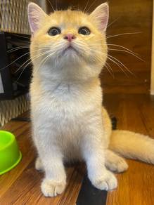 British Short Hair Golden