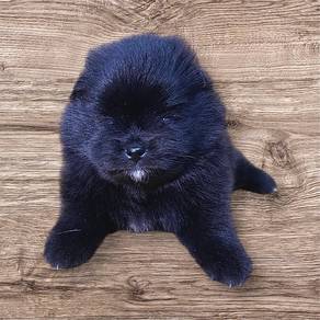 Pomeranian puppy black male
