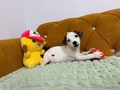 Jack Russell Terrier