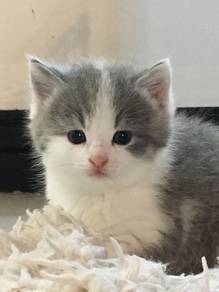 Bsh Tabby Kitten
