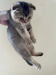 BSH x Scottish Fold
