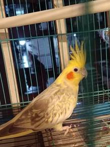 _*Cockatiel bird For Sale*_