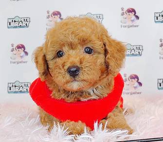 Toy Poodle