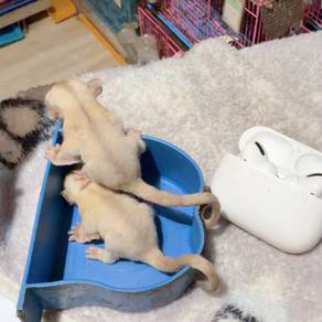 Creamino ( Red eye ) sugar glider FEMALE X 2