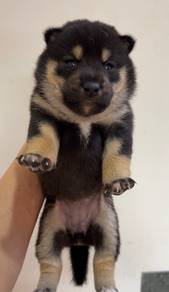 Shiba inu black tan mka and microchip