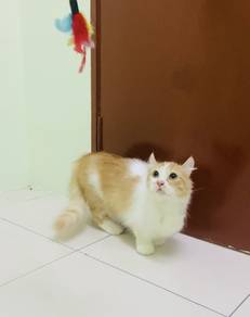Munchkin Longhair