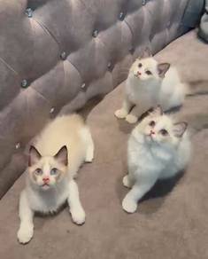 Baby Ragdoll Pure Breed Certificate 