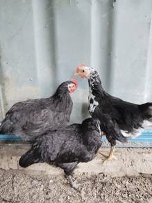 Ayam Dongxiang telur hijau