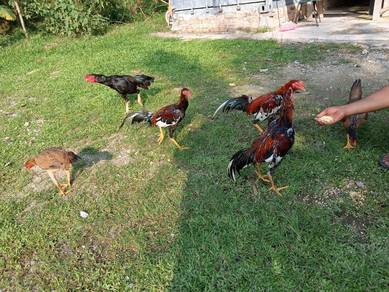 Ayam kampong hulu langat