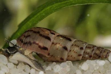snail. Malaysian trumpet snail 🐌