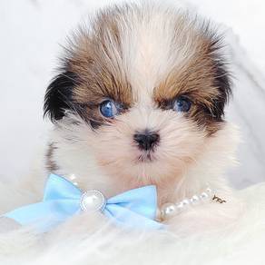 Shih Tzu