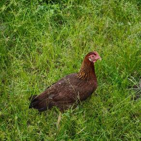 ayam hutan Betina 