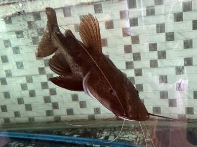 leopard catfish