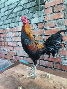 ayam sabung