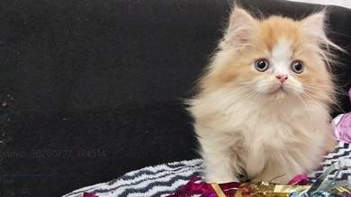 Beautiful Munchkin Kitten