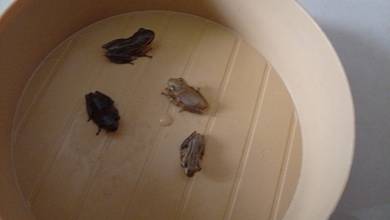 tree frog pet/feeder