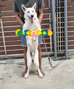 White Swiss Shepherd (M)