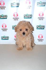 C24 Sweet Maltipoo Dog