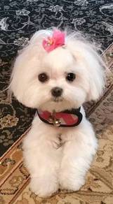 N3777 Happy-go-lucky Shih Tzu cute small long hair