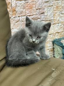 bsh