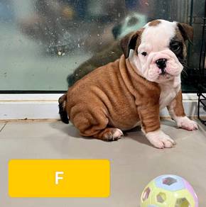 ENGLISH BULLDOG PUPPIES E362 🐻 BullDog Available