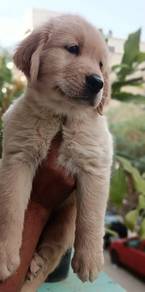 golden retriever 