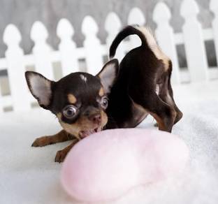 CHIHUAHUA PUPPIES 249 🌷Head Apple Cute Dog Boy