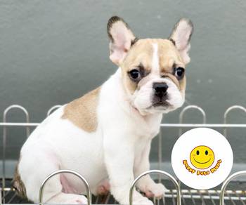 GSW333 French Bulldog white brown pied color