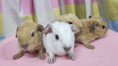 California Guinea Pig baby