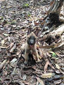 Belgium Shepard/Malinois