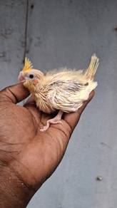Burung cockateil