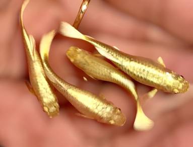 Vietnam Full Golden Guppy
