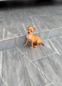Fawn mini Pinscher puppy