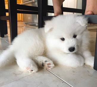 Rumbly Samoyed a snowy white bndle of joy puppy Pu