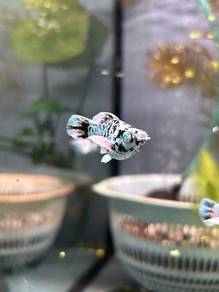 Marble Molly