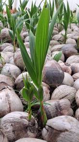 Pokok Kelapa Pandan