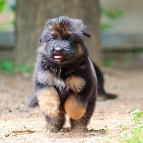 German shepherd i