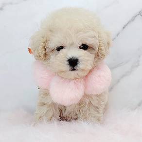 Poodle