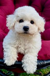 HRR-1100 Bichon Frise cute chubby puppy