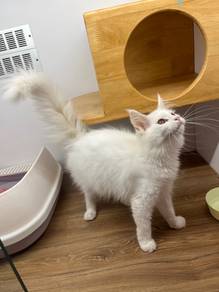white Mainecoon cat for sale