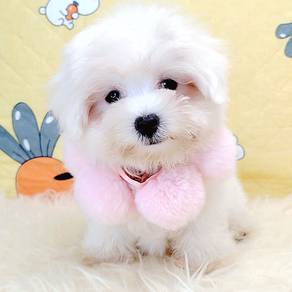 Maltese