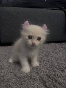 American Curl Kitten For Sale