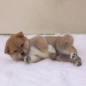 Enchanting Shiba Inu Fox Face Curly Tail Puppy