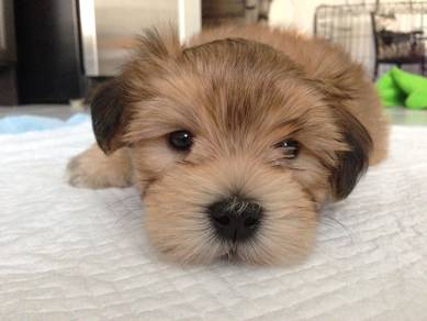 Sillygoose Silkee Small Cute Long Hai Puppy Puppy