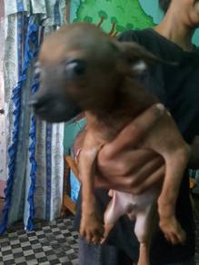 pincher puppy 