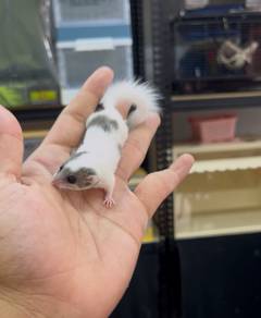 tupai mini dormouse dormice hamster dwarf