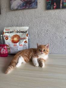 ESH kitten
