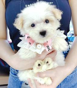 Maltipoo