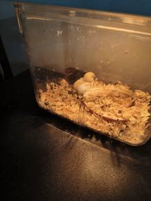 burung puyuh mini japan