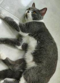 Kucing BSH